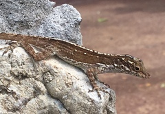 Anolis cristatellus wileyae