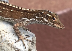 Anolis cristatellus wileyae