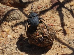 Scarabaeus intricatus