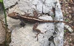 Anolis cristatellus wileyae