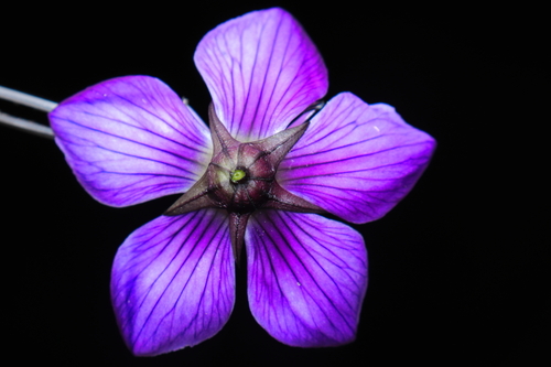 Extravagant gentian (Gentianella profusa)