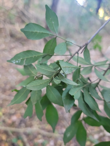 Trichilia elegans
