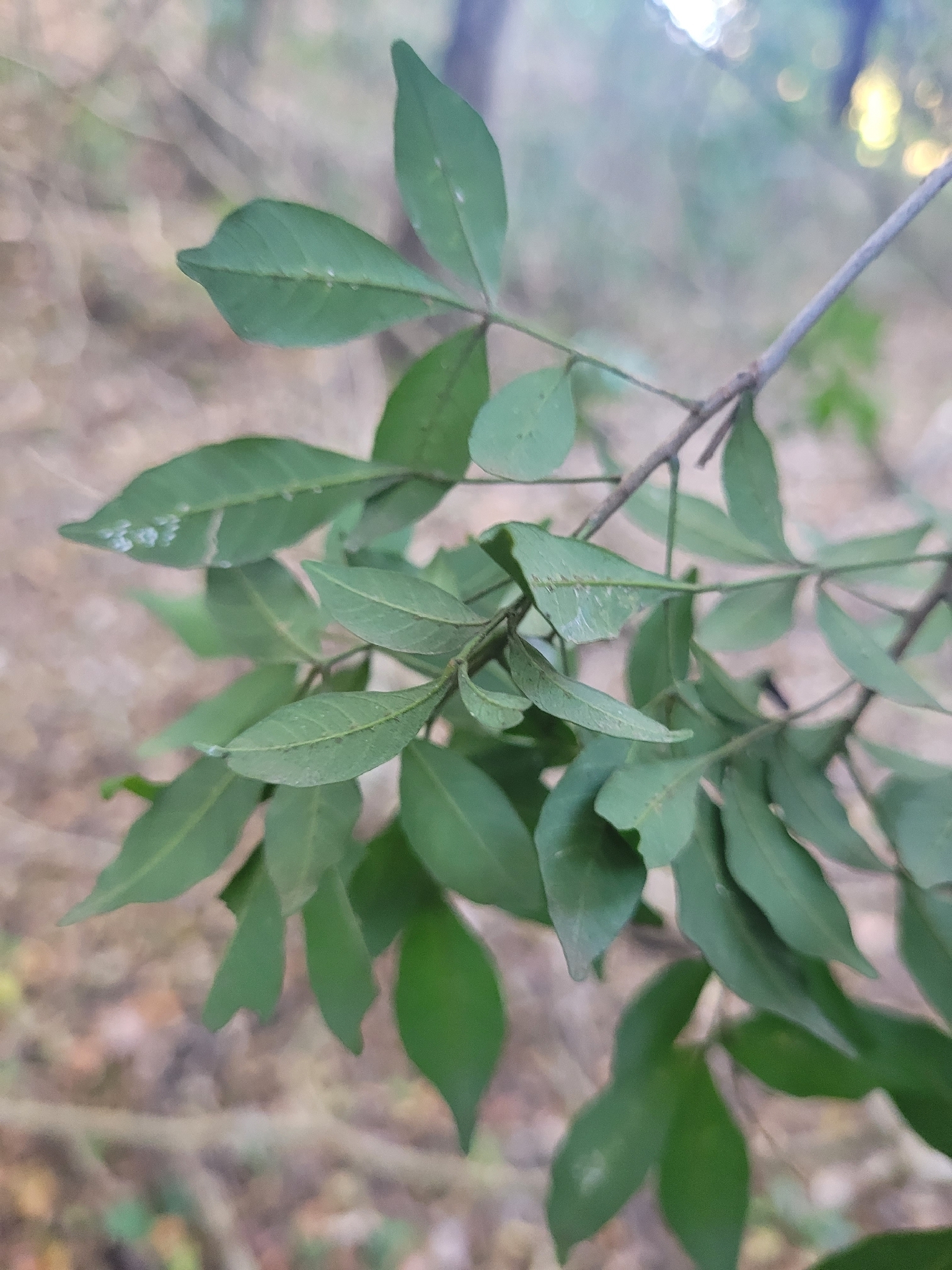 Trichilia elegans