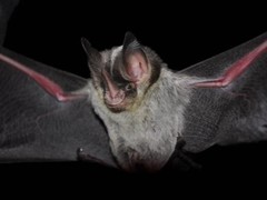 Gardnerycteris crenulatum