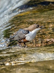 Cinclus cinclus aquaticus