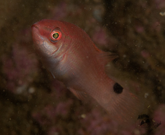 Ctenolabrus rupestris