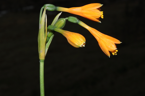 Stenomesson aurantiacum, photograph 2