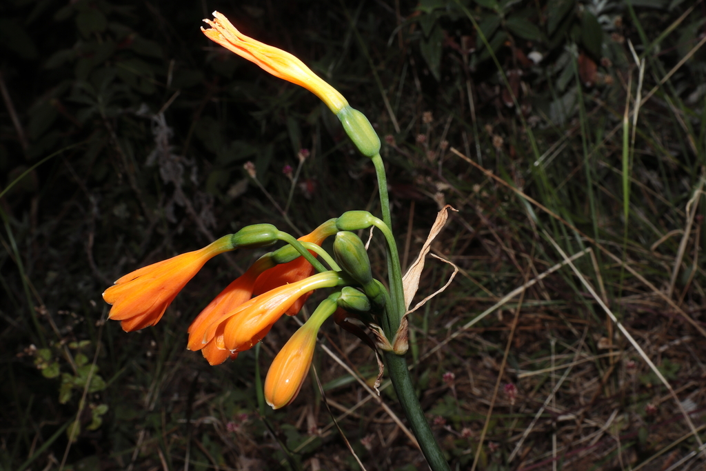 Stenomesson aurantiacum; photograph (c) Paúl Gonzáles, some rights reserved (CC BY)