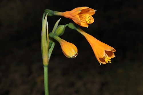 Stenomesson aurantiacum, photograph 3