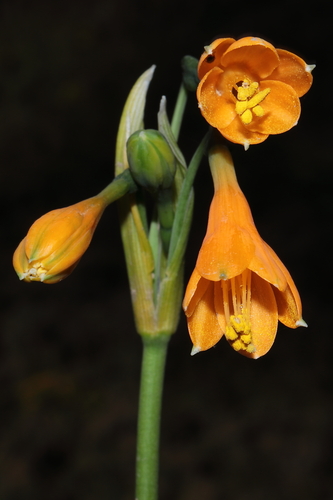 Stenomesson aurantiacum, photograph 4