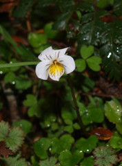 Viola filicaulis