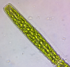 Pleurotaenium coronatum