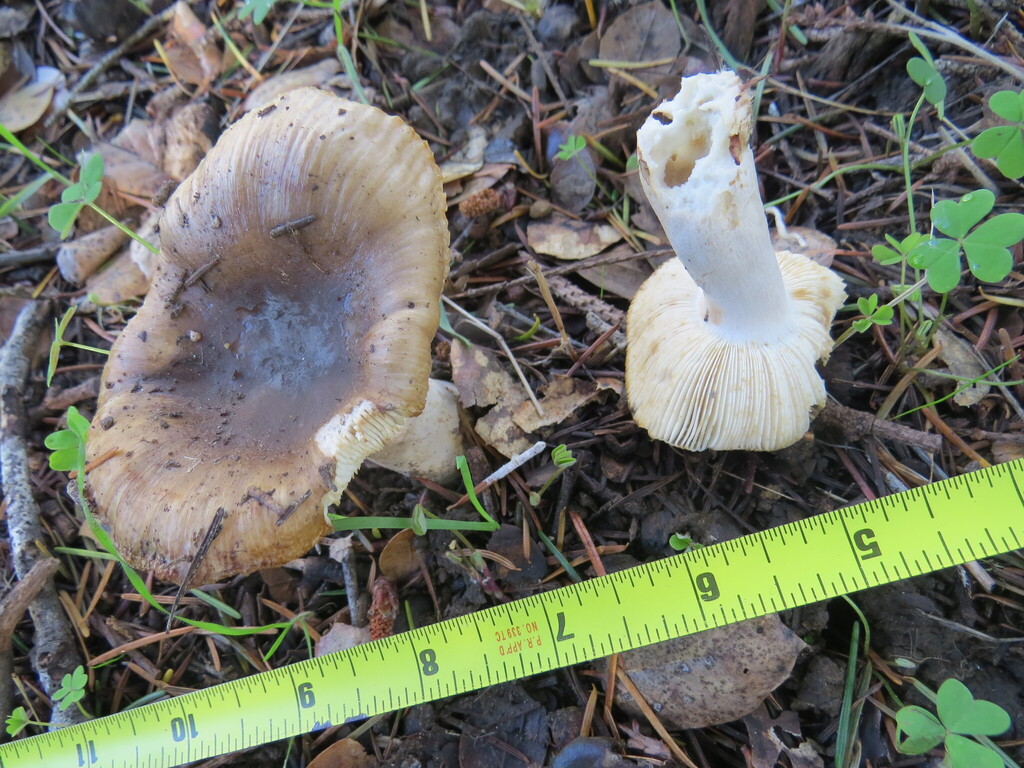 Russula cerolens · November 2025 · photo: © garth_harwood (iNaturalist, cc-by)