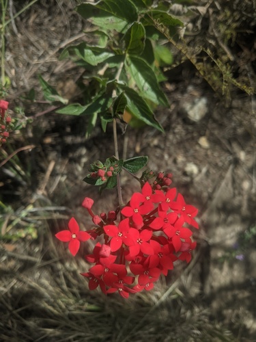 Bouvardia viminalis, photograph 6