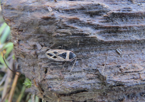 Mediterranean Seed Bug photo 6