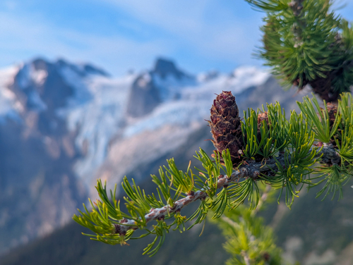 Subalpine larch (Larix lyallii)