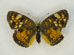 Phyciodes batesii anasazi