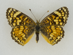 Phyciodes pallida barnesi