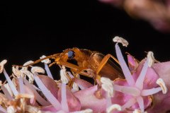 Thelyphassa lineata