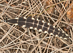 Pyrocoelia atripennis