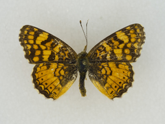 Phyciodes mylitta arizonensis