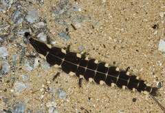 Pyrocoelia atripennis