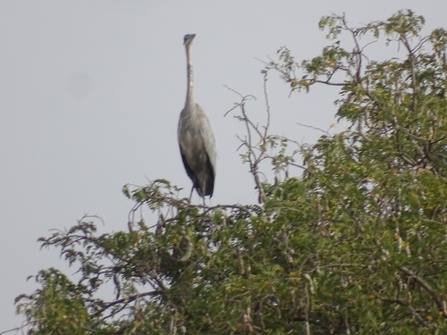 Black-headed Heron