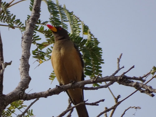 Yellow-billed Oxpecker