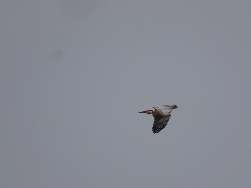 Dark Chanting-Goshawk