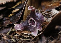 Asarum curvistigma