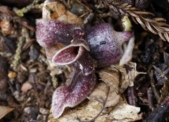 Asarum curvistigma