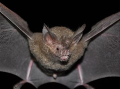 Trachops cirrhosus