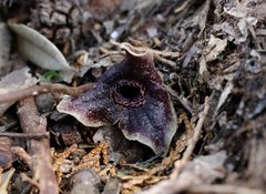 Asarum curvistigma
