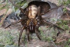 Hexathele hochstetteri