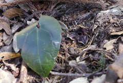 Asarum curvistigma