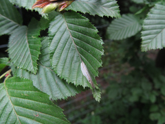 Phyllonorycter esperella