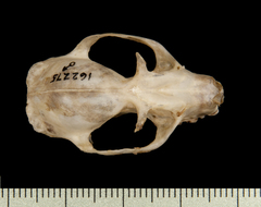 Philippine Tube-Nosed Fruit Bat photo 5