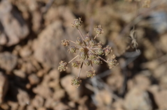 Schtschurowskia meifolia