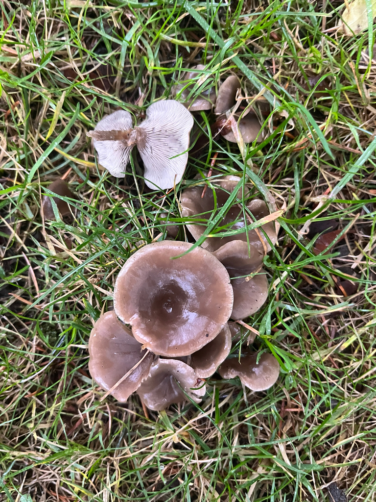 Entoloma sericeum · December 2025 · photo: © theresephillips (iNaturalist, cc0)