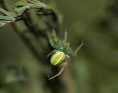 Araneus ginninderranus