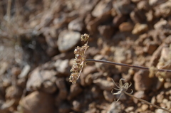 Schtschurowskia meifolia