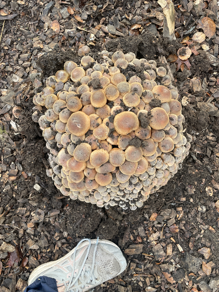 Armillaria mellea · December 2025 · photo: © ethologist (iNaturalist, cc-by)