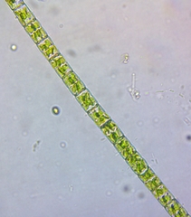 Desmidiaceae