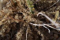 Schtschurowskia meifolia