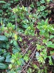 Rhododendron occidentale