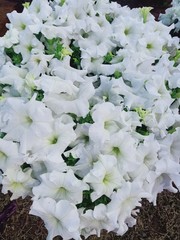 Petunia × atkinsiana