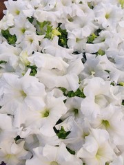 Petunia × atkinsiana