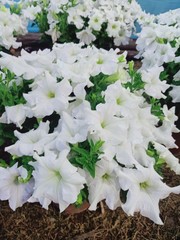 Petunia × atkinsiana