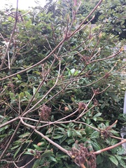 Rhododendron occidentale