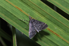 Proternia philocapna